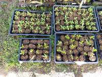 特別支援年8組_総合_田邊　幸子_モノづくり　型紙_2