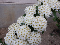 DSCF3160
