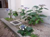 DSCF1455