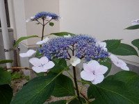 DSCF1456