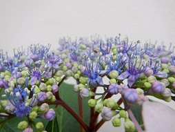 DSCF1457