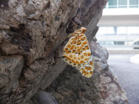 DSCF1523