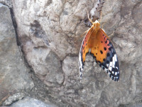 DSCF1527